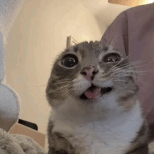 peanut-cat-club